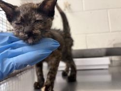 Shelter Stray Female Cat last seen Near BLOCK S IDYLLWILD AVE, 333 Chandler Pl, San Bernardino, CA 92408, USA