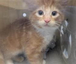 Shelter Stray Female Cat last seen Near BLOCK 63RD ST E, PUYALLUP WA 98372, 21615 64th Ave S, Kent, WA 98032, USA