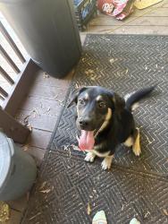 Found/Stray Male Dog last seen Belton sc, Belton, SC 29627