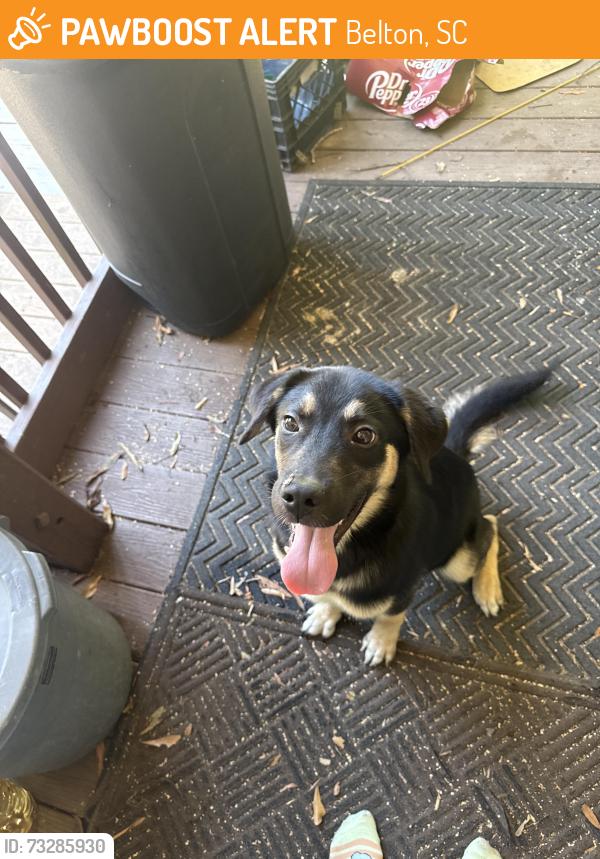 Found/Stray Male Dog last seen Belton sc, Belton, SC 29627