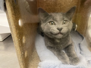 Shelter Stray Male Cat last seen Near BLOCK MAPLE LN, KENT WA 98030, 21615 64th Ave S, Kent, WA 98032, USA