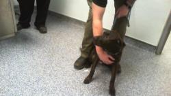 Shelter Stray Male Dog last seen CHARLOTTE, 8315 Byrum Dr, Charlotte, NC 28217, USA