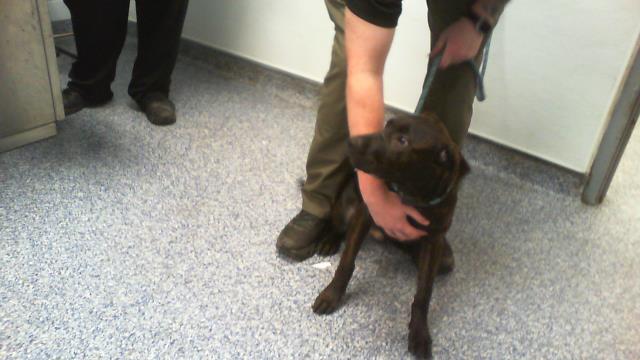 Shelter Stray Male Dog last seen CHARLOTTE, 8315 Byrum Dr, Charlotte, NC 28217, USA