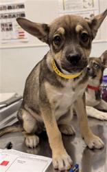 Shelter Stray Female Dog last seen , 1850 W 60th St, Los Angeles, CA 90047, USA
