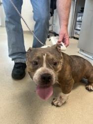 Shelter Stray Female Dog last seen ALAMANCE COUNTY, 221 Stone Quarry Rd, Burlington, NC 27217, USA
