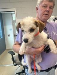 Shelter Stray Male Dog last seen BURLINGTON AC, 221 Stone Quarry Rd, Burlington, NC 27217, USA