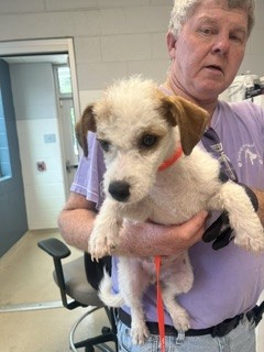 Shelter Stray Male Dog last seen BURLINGTON AC, 221 Stone Quarry Rd, Burlington, NC 27217, USA