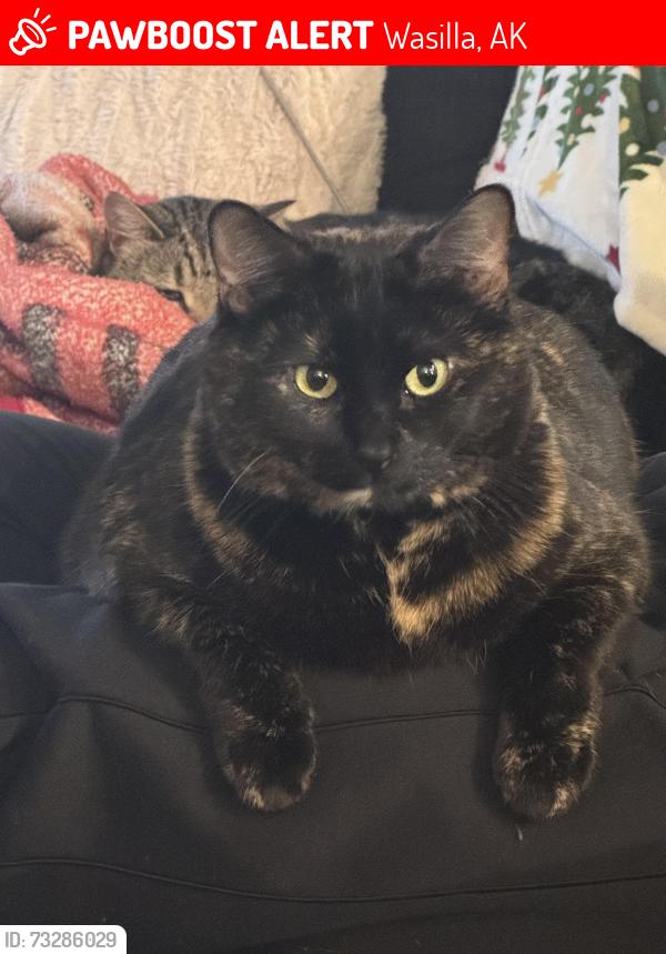 Lost Female Cat last seen Fireweed and Fairview loop, Wasilla, AK 99654