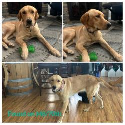Found/Stray Female Dog last seen Ave M8/70th West, Palmdale, CA 93551