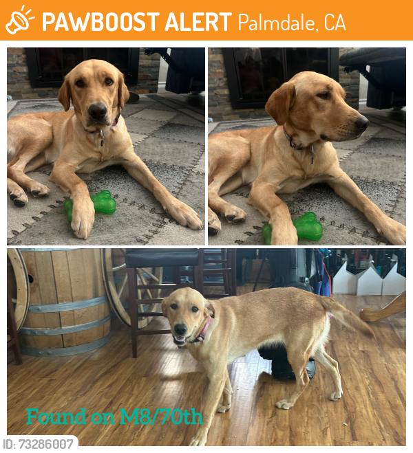 Found/Stray Female Dog last seen Ave M8/70th West, Palmdale, CA 93551