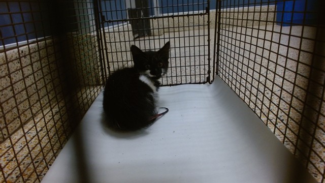 Shelter Stray Female Cat last seen LAS, 3599 NW 79th Ave, Doral, FL 33122, USA