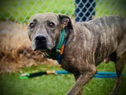 Shelter Stray Male Dog last seen , 2769 Conroy Rd, Orlando, FL 32839, USA