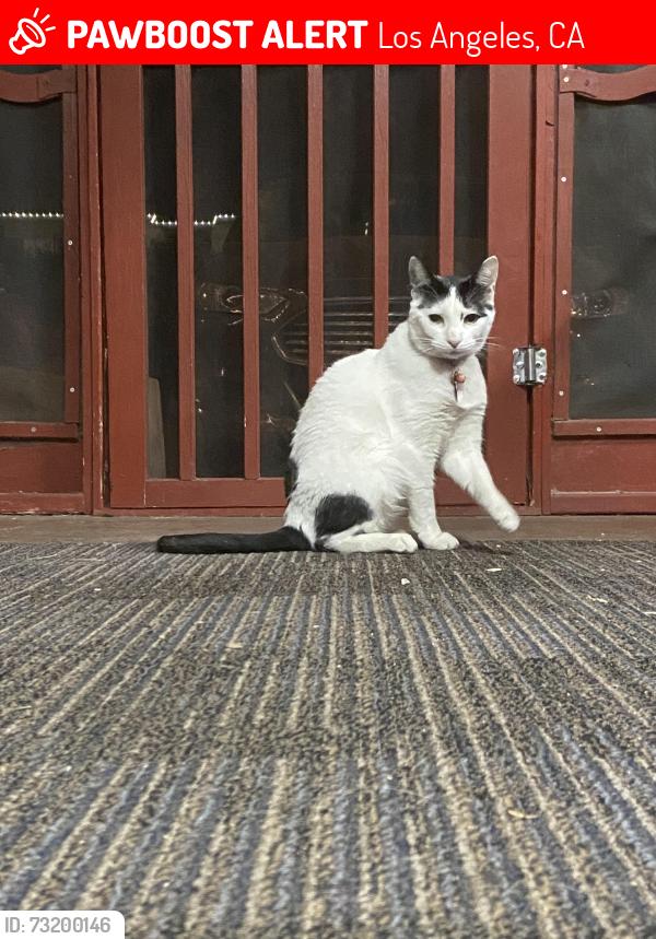 Lost Female Cat last seen Silverton and Grenoble in Tujunga, Los Angeles, CA 91042