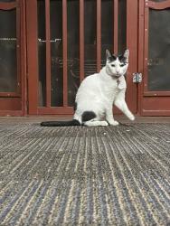 Lost Female Cat last seen Silverton and Grenoble in Tujunga, Los Angeles, CA 91042