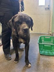 Shelter Stray Female Dog last seen CENTER PKWY & MACK RD, 2127 Front St, Sacramento, CA 95818, USA