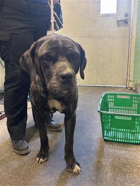 Shelter Stray Female Dog last seen CENTER PKWY & MACK RD, 2127 Front St, Sacramento, CA 95818, USA