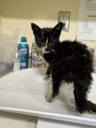 Shelter Stray Male Cat last seen FILBERT ST & WELLS AVE NEAR RAILROAD, 1950 Stevenson Blvd, Fremont, CA 94538, USA