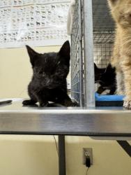 Shelter Stray Female Cat last seen FILBERT ST & WELLS AVE NEAR RAILROAD, 1950 Stevenson Blvd, Fremont, CA 94538, USA
