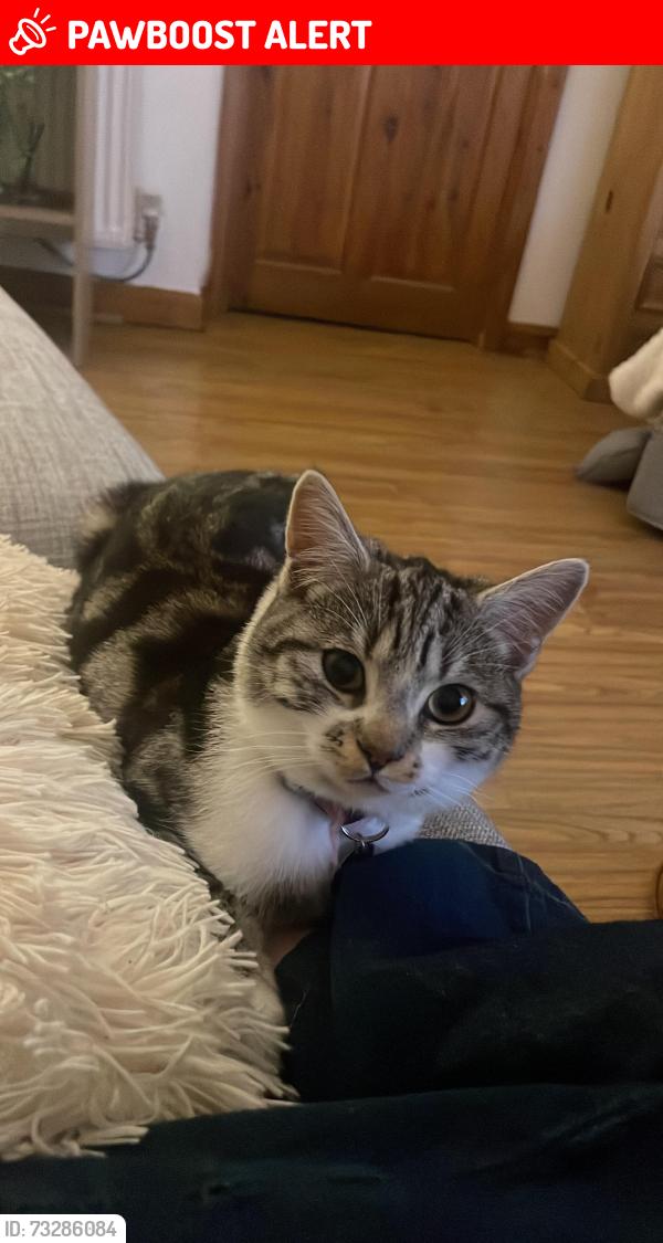 Lost Male Cat last seen Brade drive, West Midlands, England CV2 2DQ