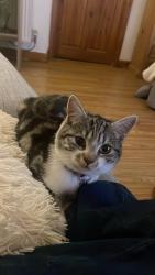 Lost Male Cat last seen Brade drive, West Midlands, England CV2 2DQ
