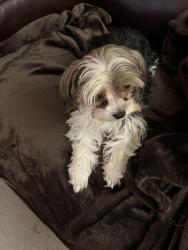 Reunited Female Dog last seen Buttonwood Drive and Shagbark Ct, Fort Worth, TX 76137