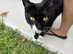 Found/Stray Unknown Cat last seen hamilton and plantation, Worcester, MA 01604