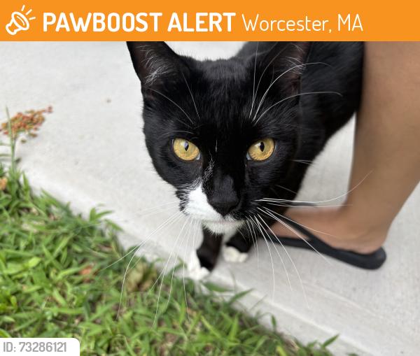 Found/Stray Unknown Cat last seen hamilton and plantation, Worcester, MA 01604