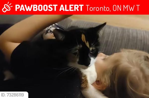 Lost Female Cat last seen Morecambe gt, Toronto, ON M1W 2T4