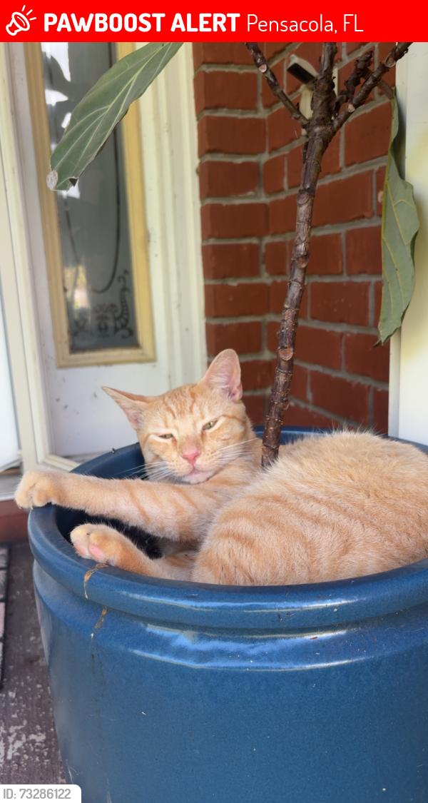 Lost Male Cat last seen Off of Massachusetts, Pensacola, FL 32505