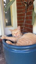 Lost Male Cat last seen Off of Massachusetts, Pensacola, FL 32505