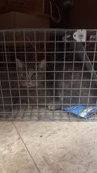Found/Stray Unknown Cat last seen Trinity middle school, Washington, PA 15301