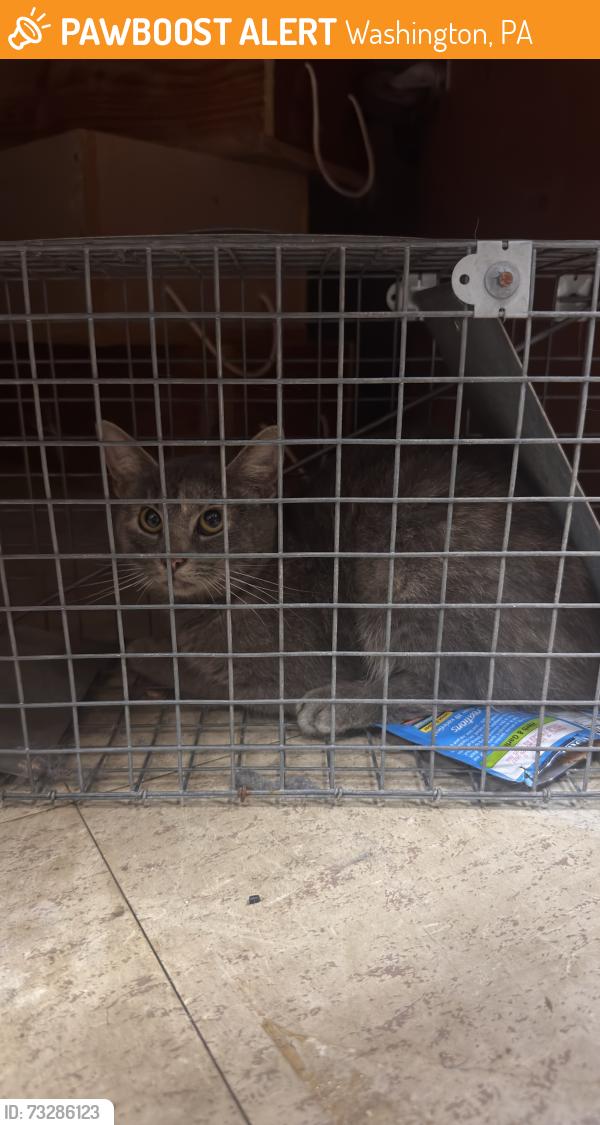 Found/Stray Unknown Cat last seen Trinity middle school, Washington, PA 15301