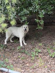 Lost Male Dog last seen Darmuid, Potomac, MD 20854