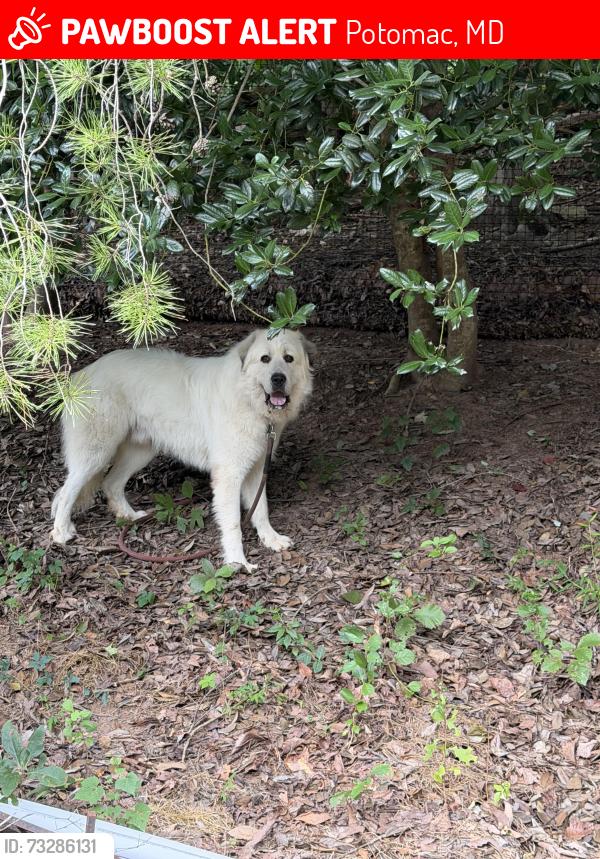 Lost Male Dog last seen Darmuid, Potomac, MD 20854