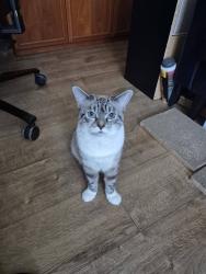 Reunited Female Cat last seen Goldsmith primary school, Bloxwich, England WS3 1DL