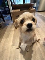 Reunited Female Dog last seen Fulton Ave, Vallejo, CA 94591