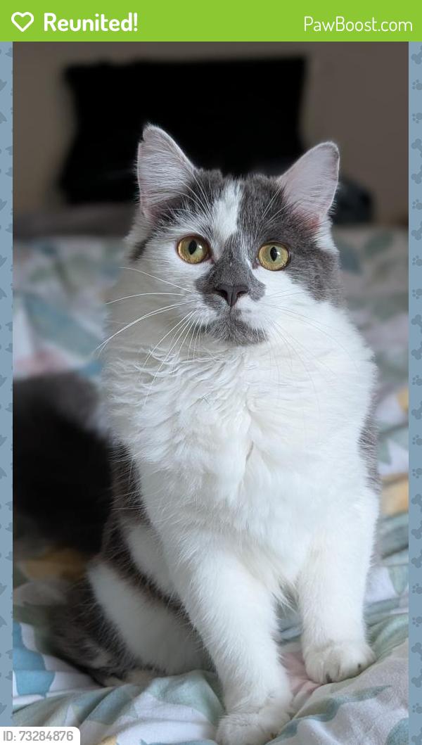 Reunited Male Cat last seen Springley Road, Somerset, England TA6 4XX