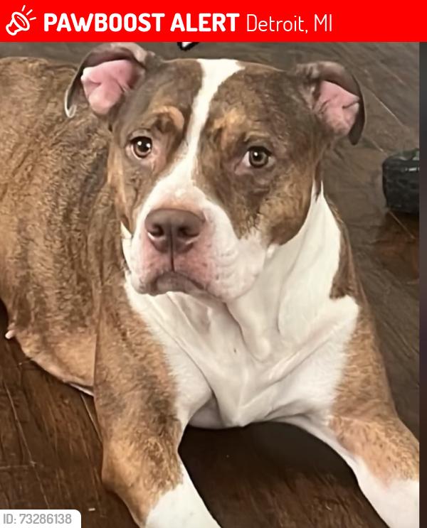 Lost Female Dog last seen Monte vista, northwest activity center, Detroit, MI 48221