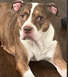 Lost Female Dog last seen Monte vista, northwest activity center, Detroit, MI 48221
