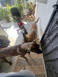 Found/Stray Unknown Dog last seen Euclid Ave and division, San Diego, CA 92114