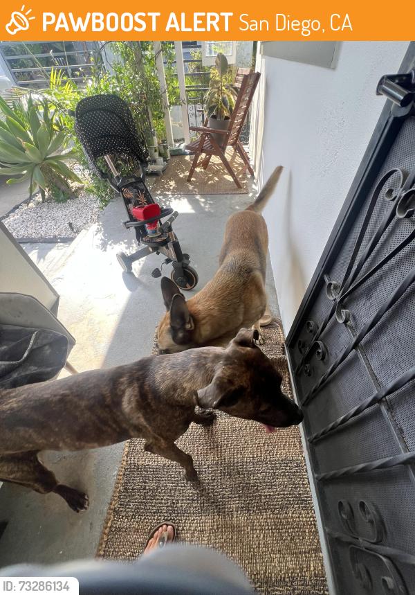 Found/Stray Unknown Dog last seen Euclid Ave and division, San Diego, CA 92114