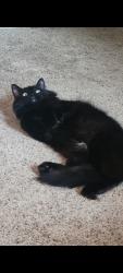 Lost Male Cat last seen Near arctic rd, Warrens, WI 54666
