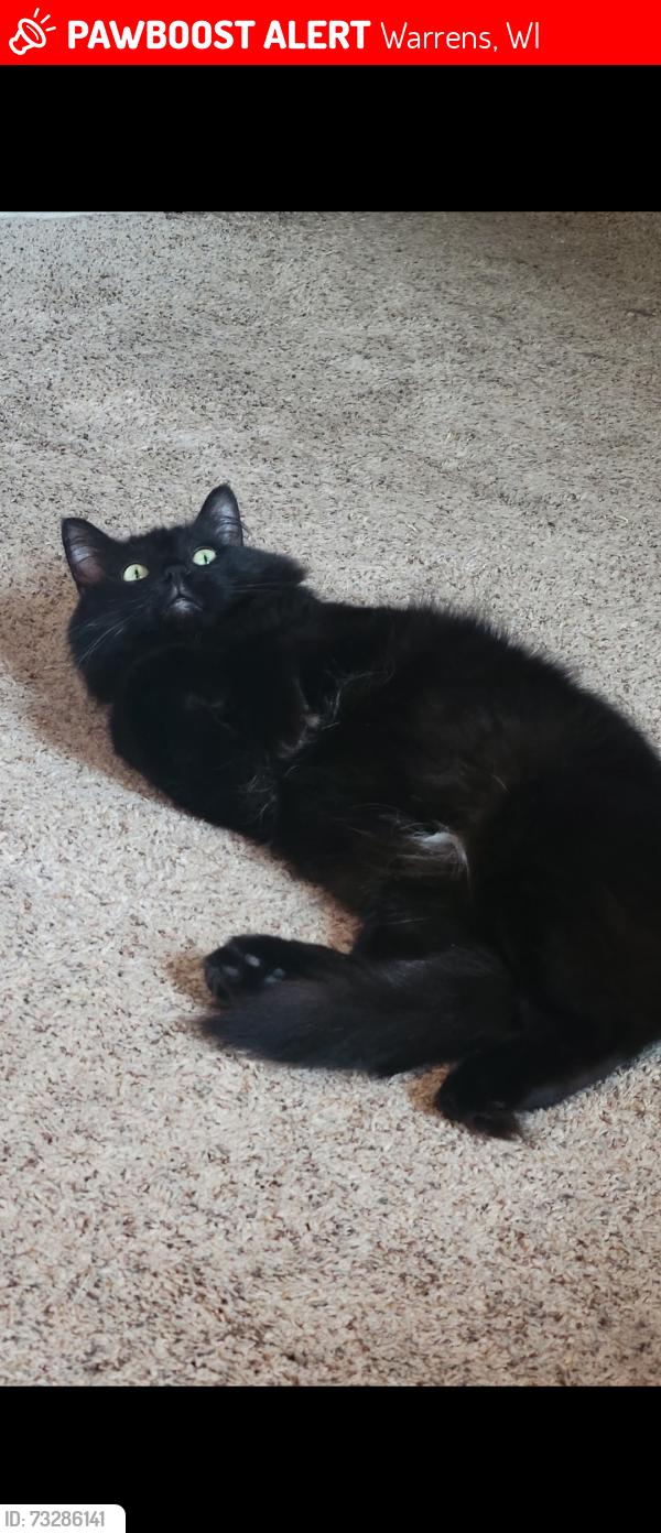 Lost Male Cat last seen Near arctic rd, Warrens, WI 54666
