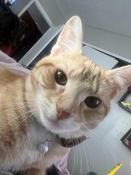 Lost Male Cat last seen Alexandria drive, Lexington, KY 40504