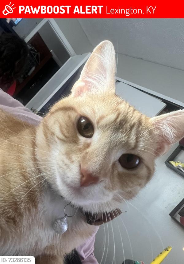 Lost Male Cat last seen Alexandria drive, Lexington, KY 40504