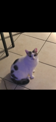 Lost Female Cat last seen Bougainvillea and Poinsettia, Tampa, FL 33612