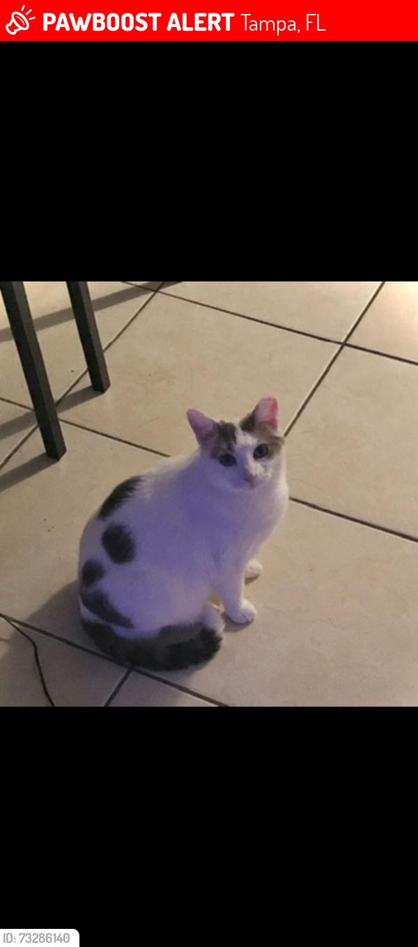 Lost Female Cat last seen Bougainvillea and Poinsettia, Tampa, FL 33612