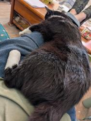 Lost Male Cat last seen Morganford/Burgen/Bates, St. Louis, MO 63116