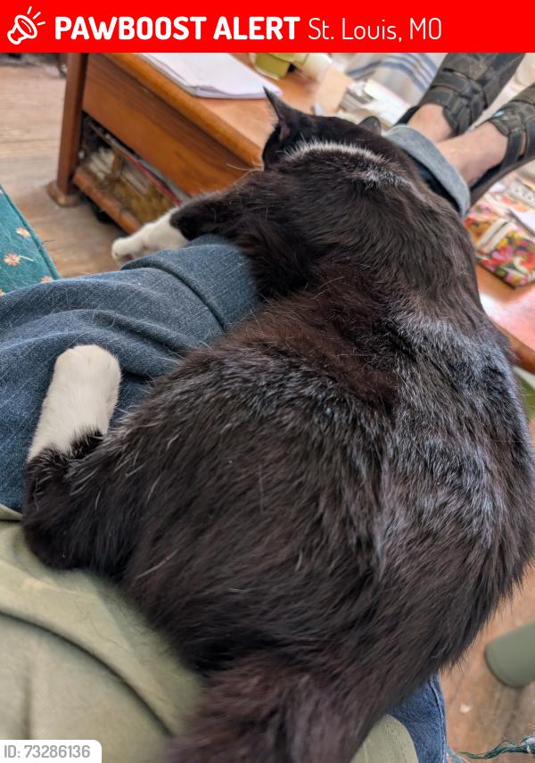 Lost Male Cat last seen Morganford/Burgen/Bates, St. Louis, MO 63116