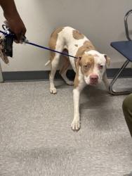 Shelter Stray Male Dog last seen , Caddo Parish, LA, 1500 Monty St, Shreveport, LA 71107, USA
